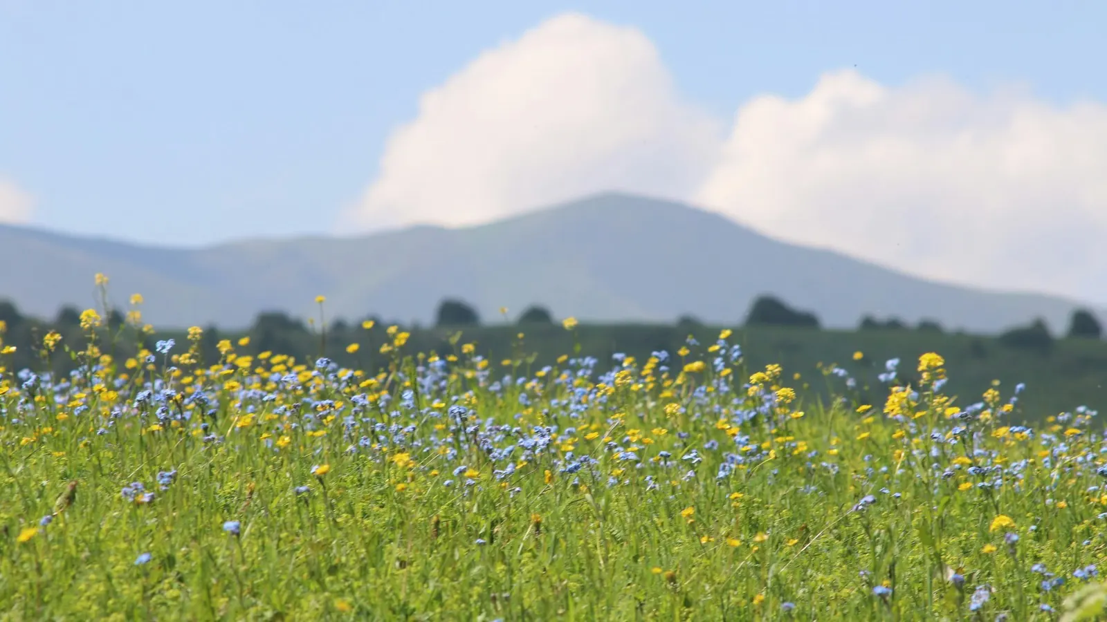 A wide wildflower meadow with yellow and blue flowers stretching toward distant mountains under a summer sky