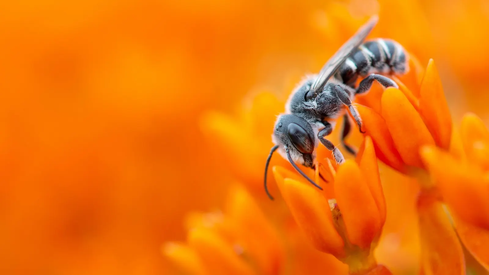 A native bee foraging on bright orange milkweed flowers, photographed in sharp macro detail