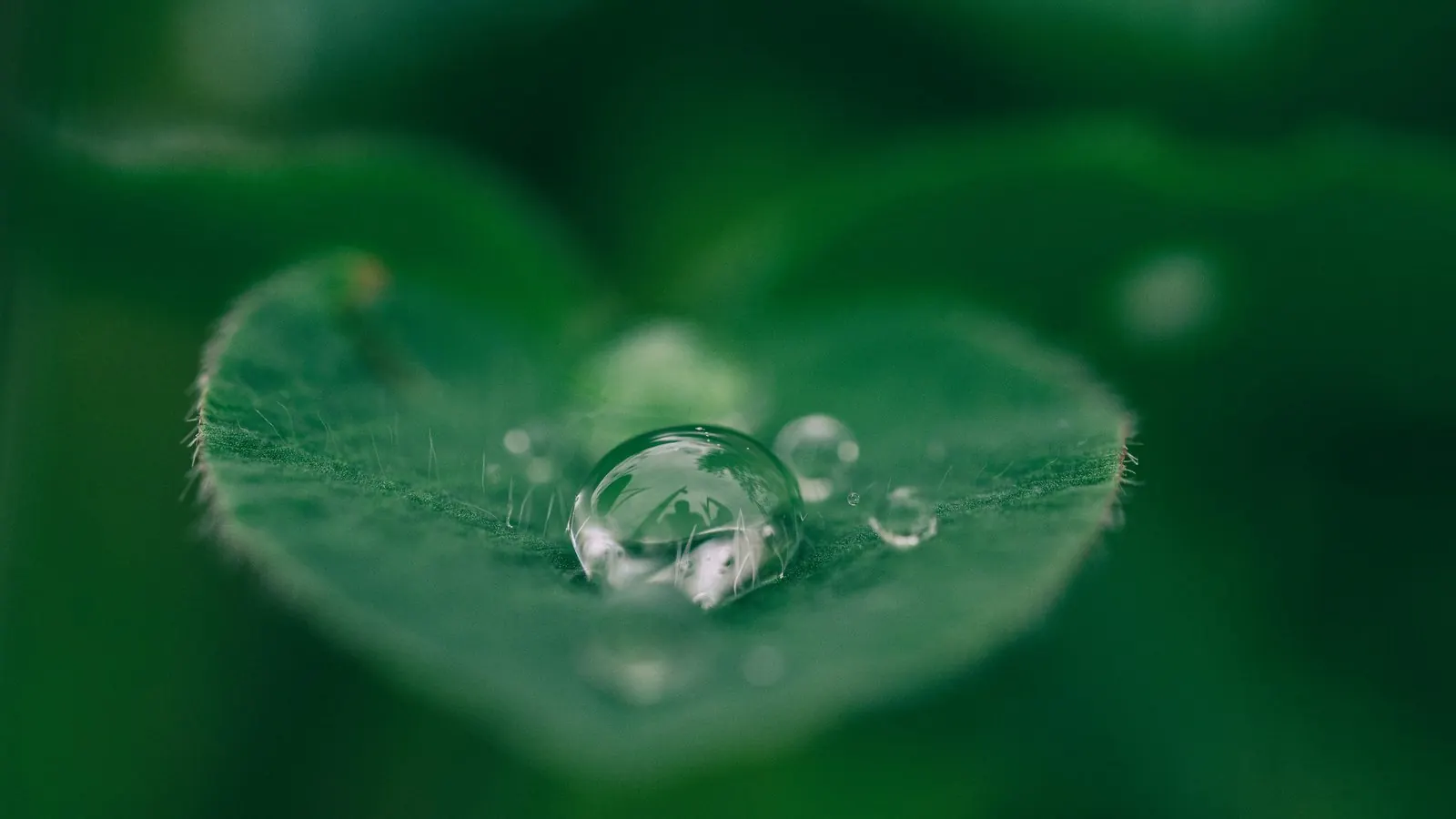 A single water droplet resting on a heart-shaped green leaf, photographed close up against soft green foliage