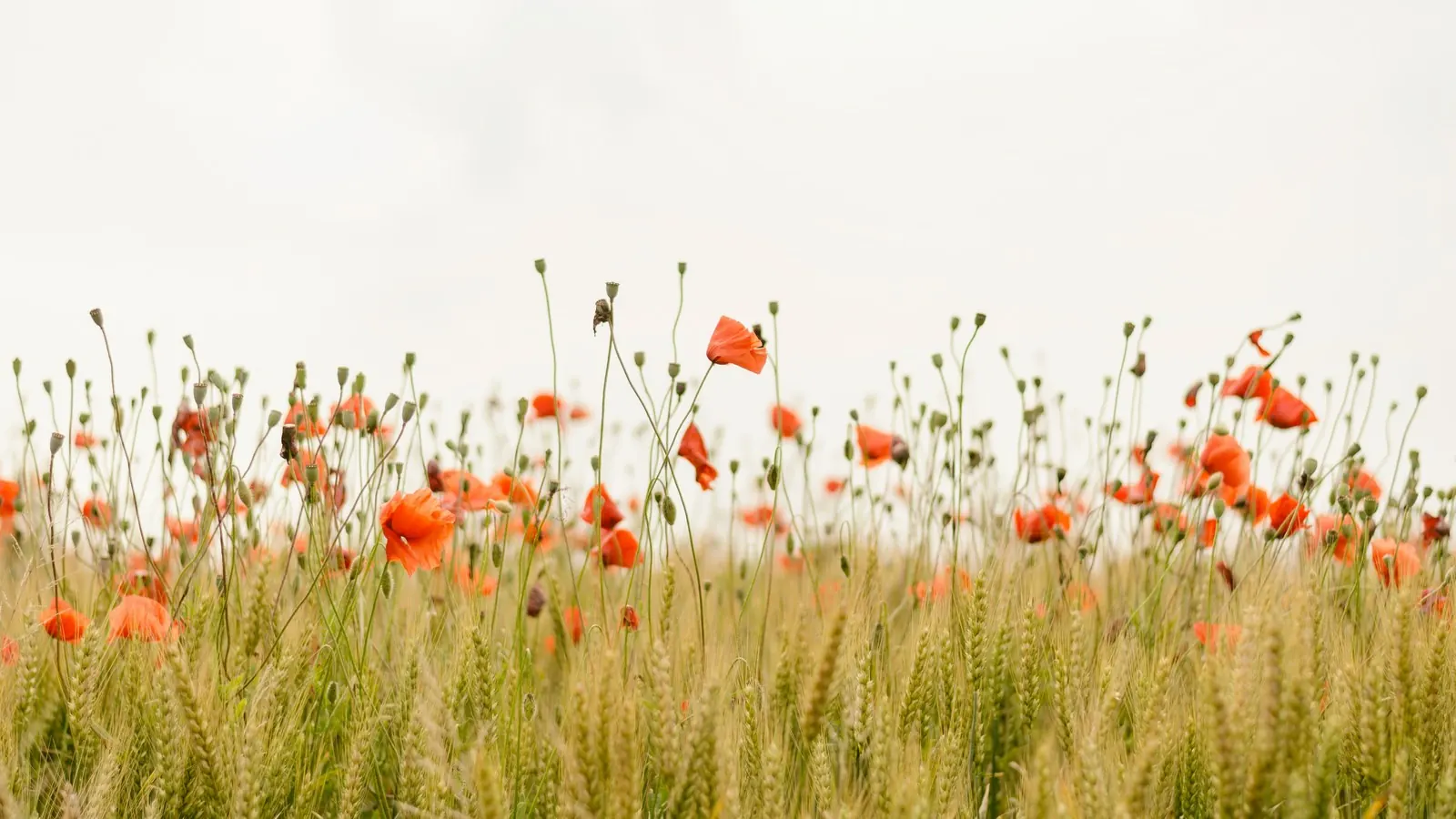 Red poppies growing wild among ripening wheat under a pale open sky