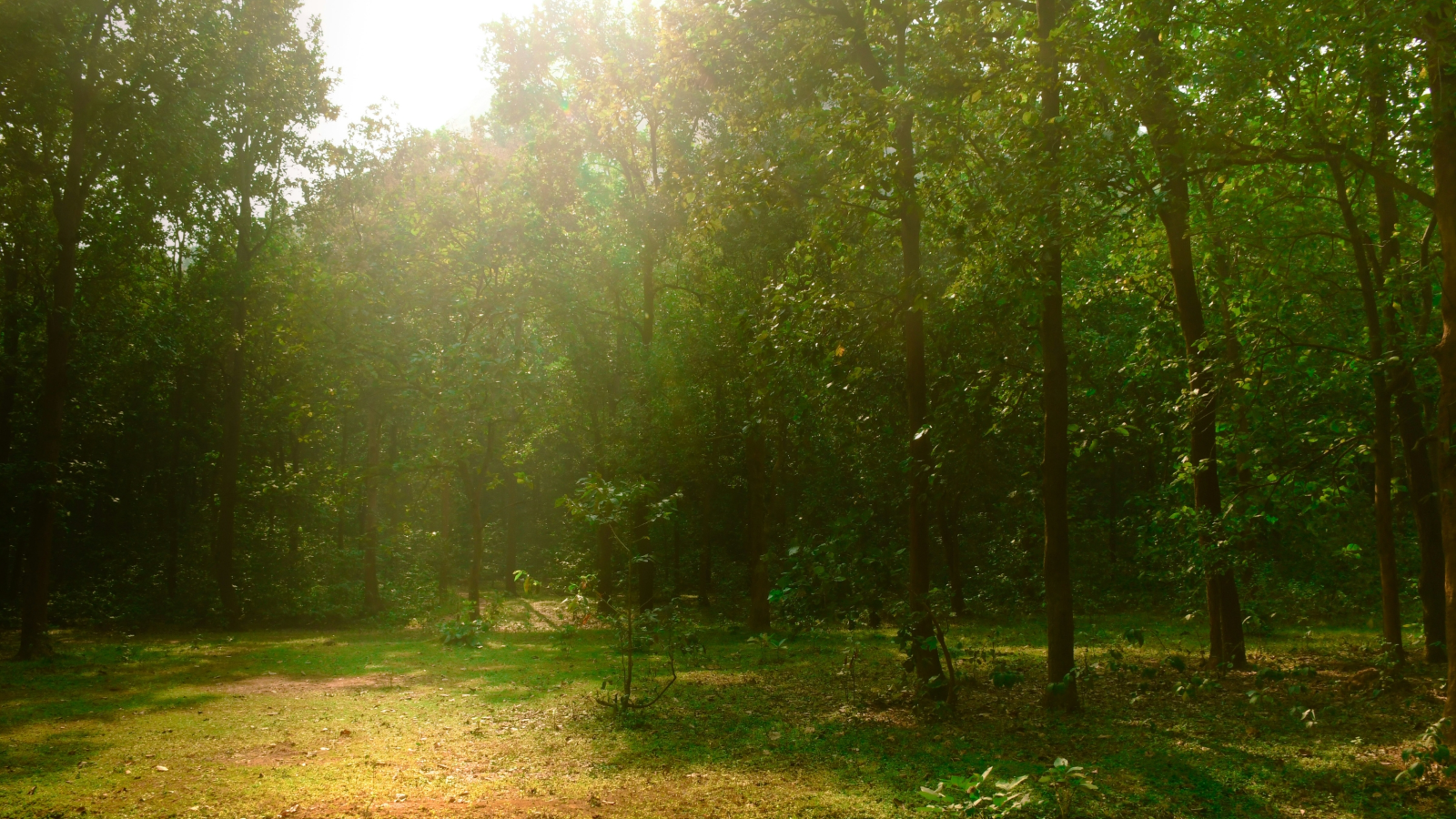Sunlight through a natural forest clearing
