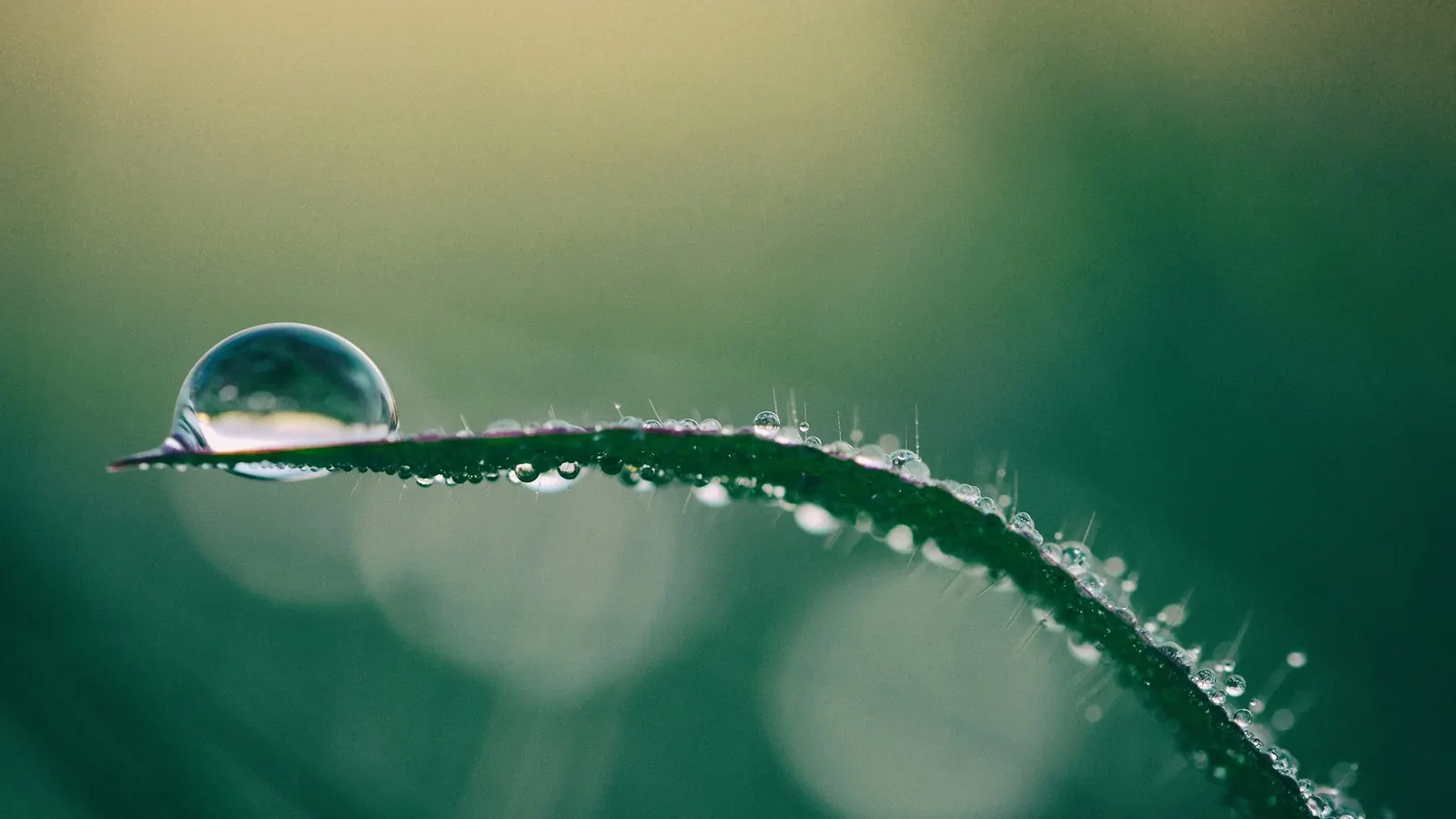 A single blade of grass arcing across the frame, beaded with dew, with one large droplet resting near its tip
