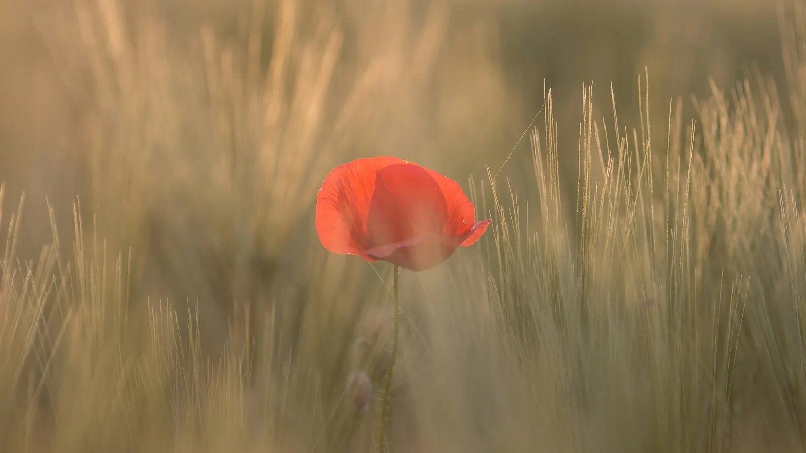 A single red poppy standing among tall barley grasses, backlit by warm low evening sun