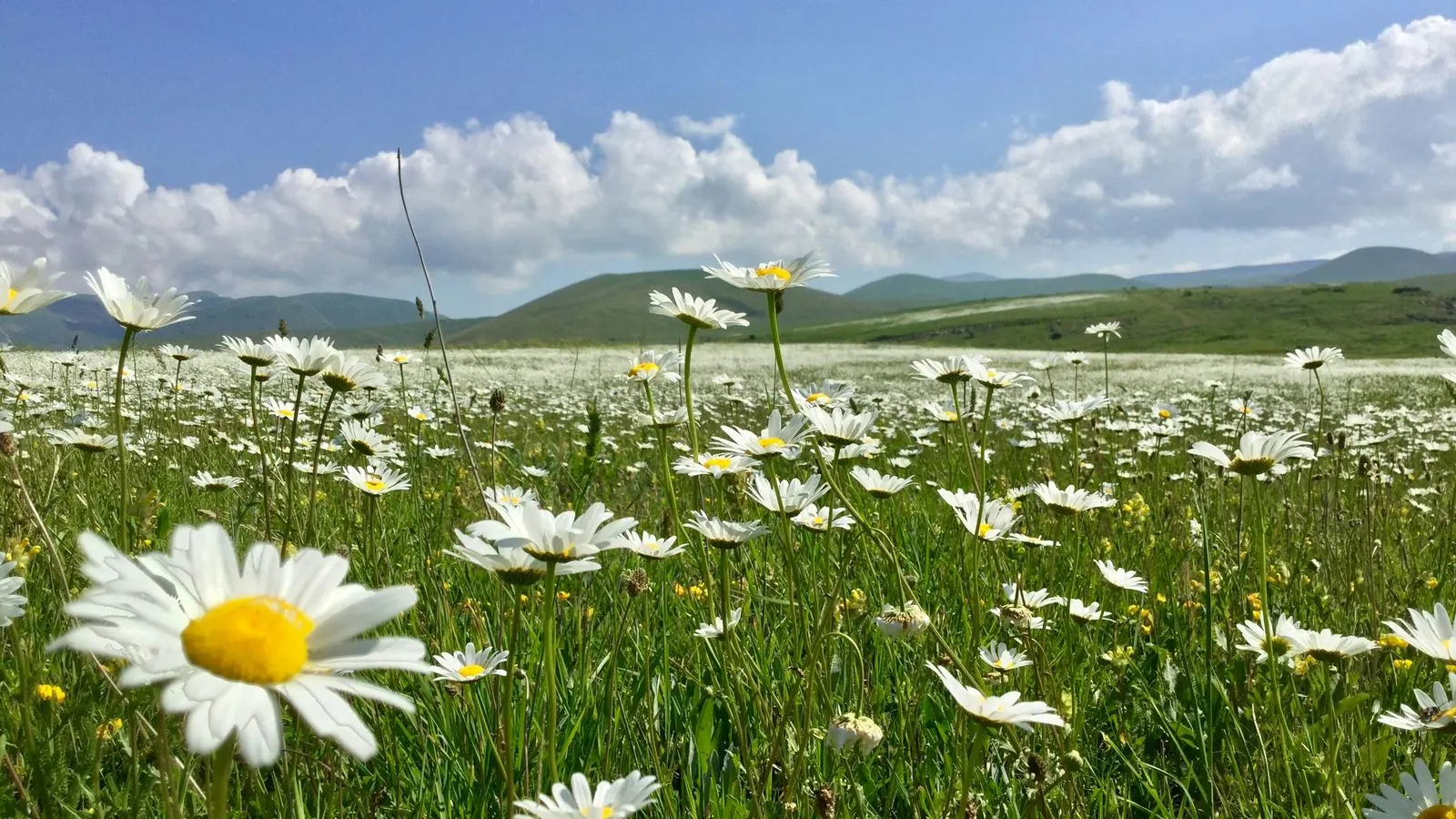 A field of white daisies stretching toward green rolling hills under a blue sky with scattered clouds