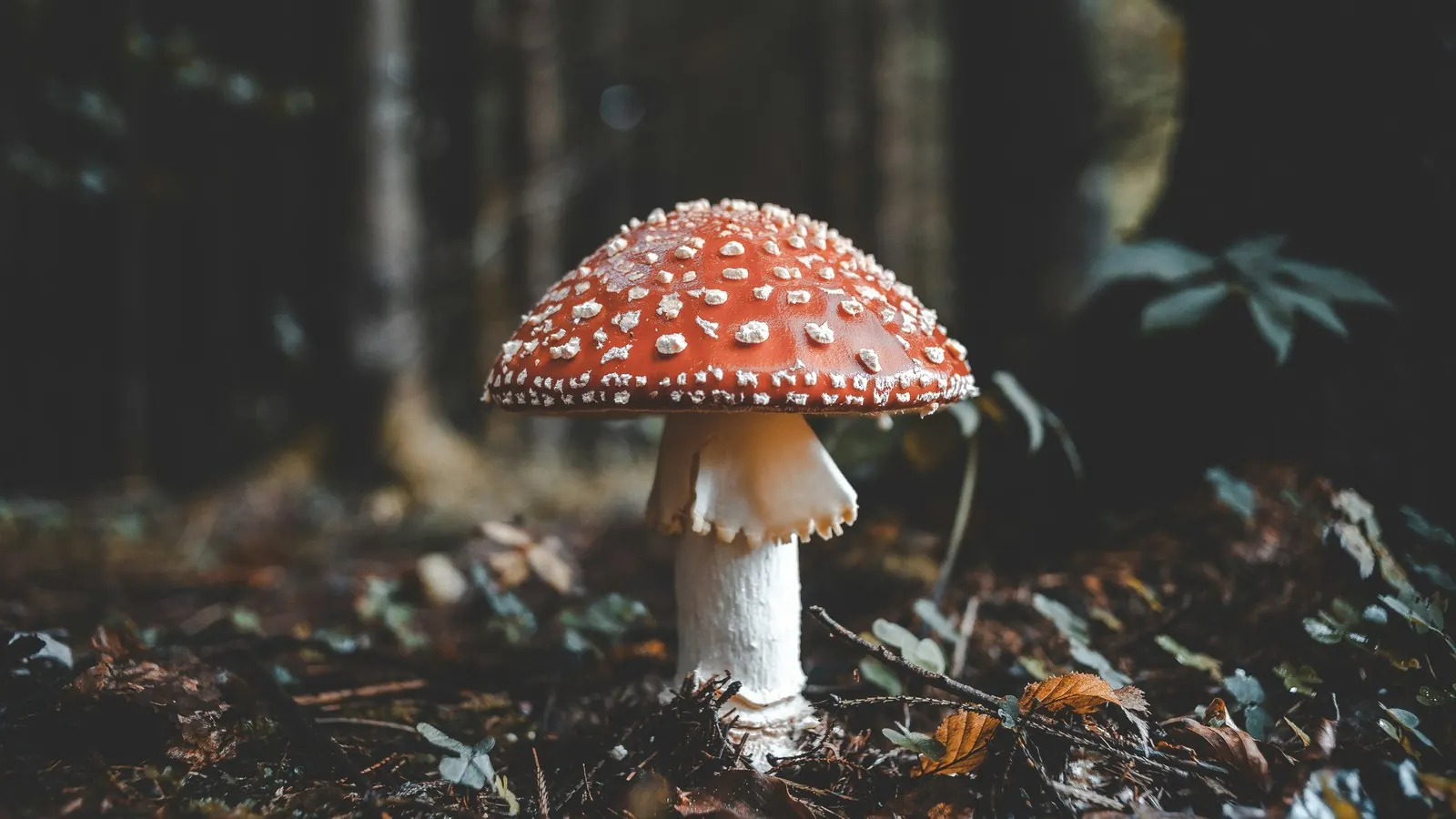 A red and white fly agaric mushroom growing from the leaf litter of a dark forest floor
